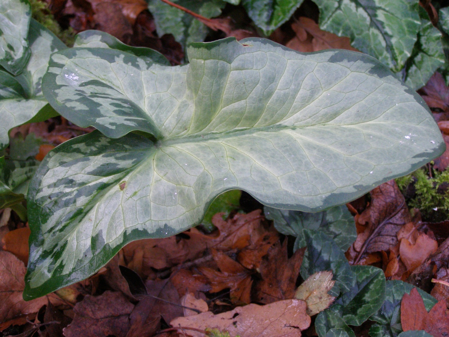 Arum italicum 'Monksilver'